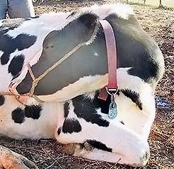 cow with halter on head