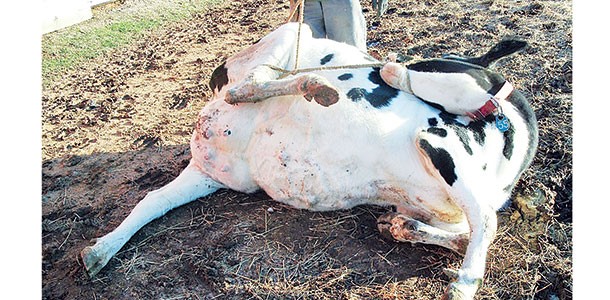 Halter fitted on a down cow with rope tied to hind leg