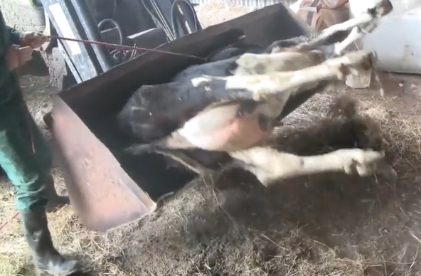 Cow being rolled into a loader bucket with helpers