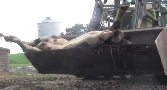 Cow being transported in a raised loader bucket