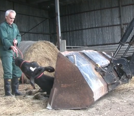 Cow at entrance of loader bucket, handler assisting her to stand